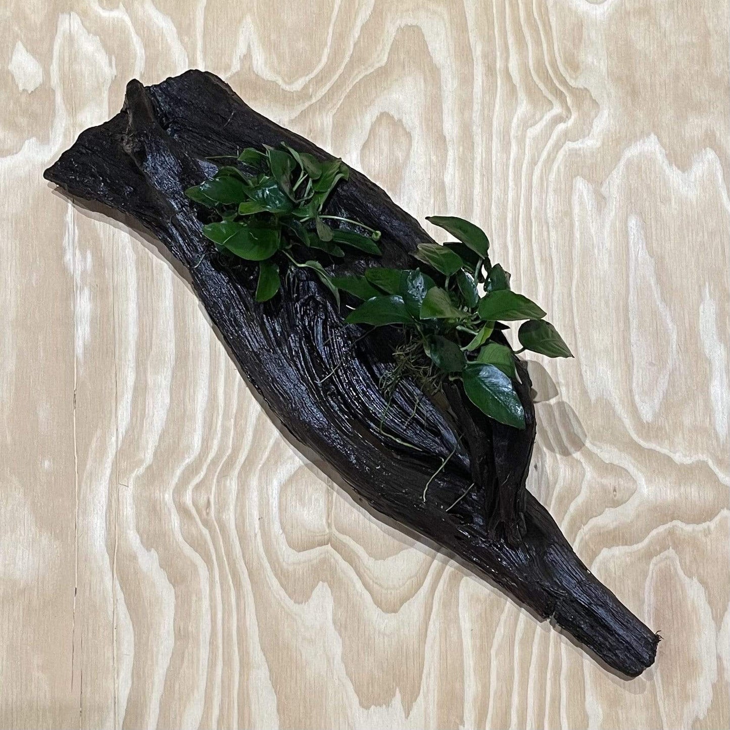 Pisces Enterprises Driftwood Creation Double Anubias 'Nana' on Extra-Large Driftwood Creation