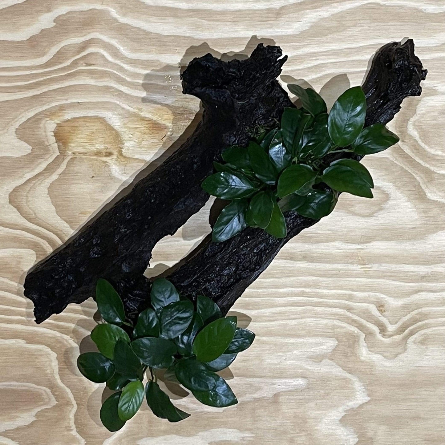 Pisces Enterprises Driftwood Creation Double Anubias 'Nana' on Extra-Large Driftwood Creation