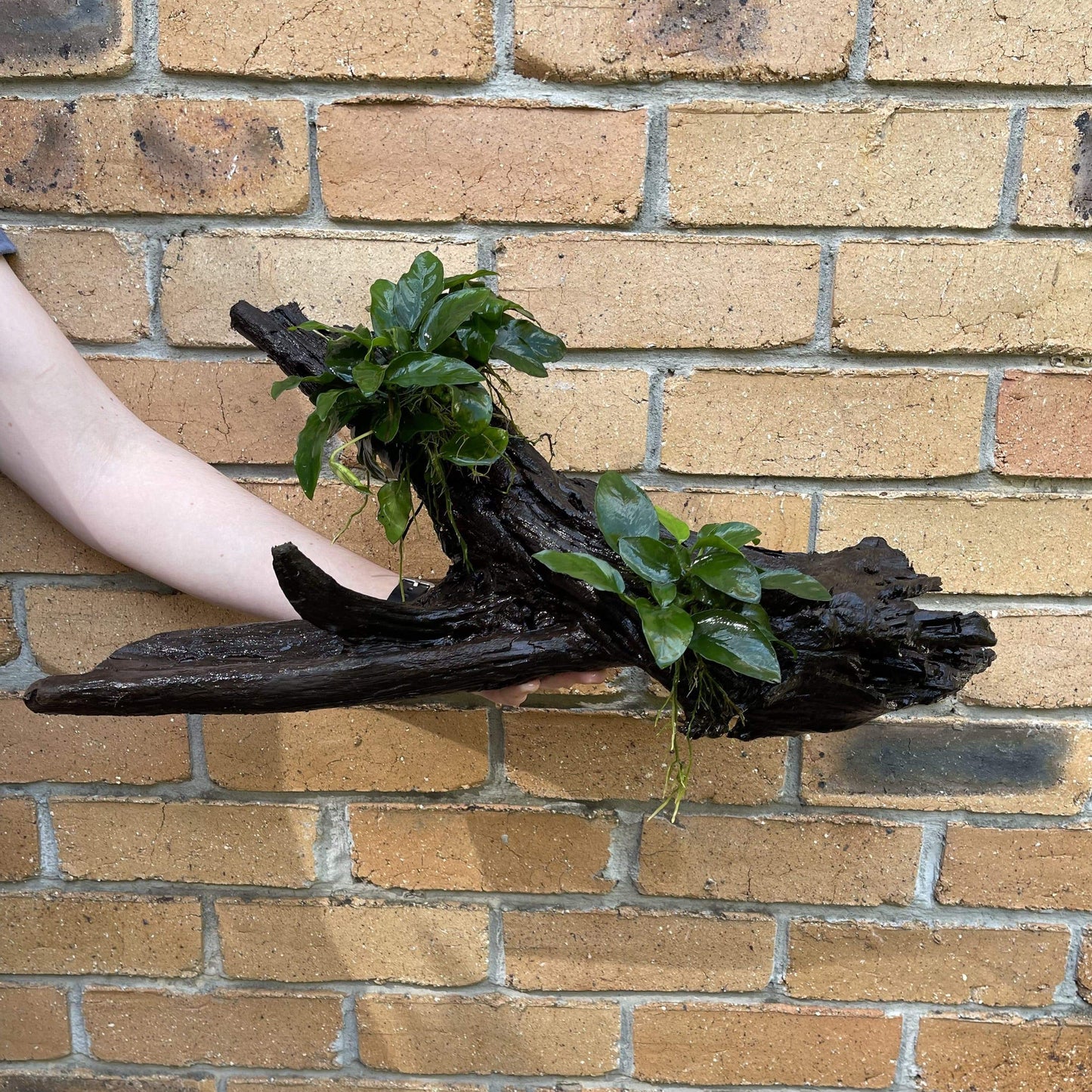 Pisces Enterprises Driftwood Creation Double Anubias 'Nana' on Extra-Large Driftwood Creation