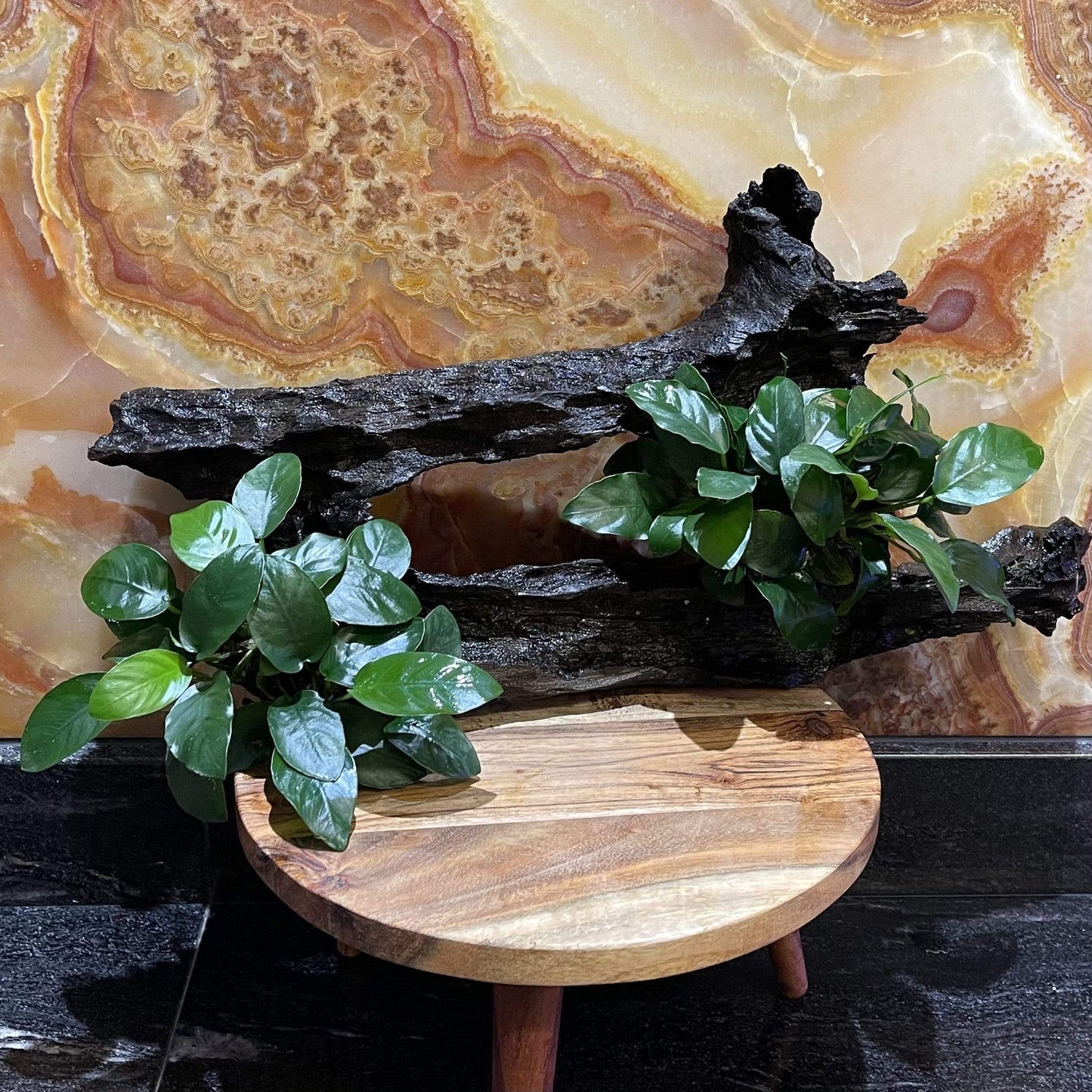 Pisces Enterprises Driftwood Creation Double Anubias 'Nana' on Extra-Large Driftwood Creation
