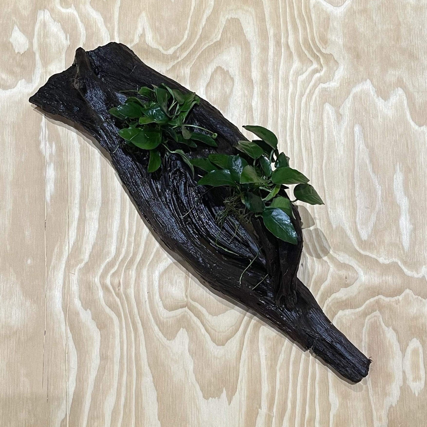 Pisces Enterprises Driftwood Creation Double Anubias 'Nana' on Extra-Large Driftwood Creation