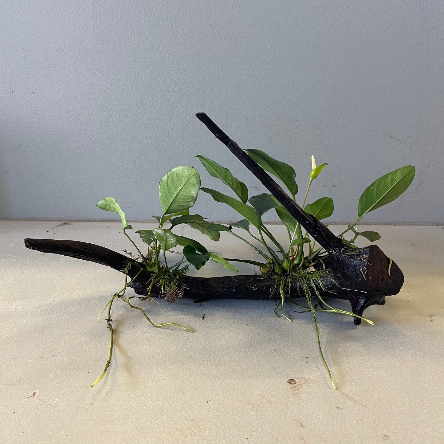 Pisces Enterprises Driftwood Creation Double Assorted Anubias on Extra-Large Driftwood