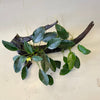 Pisces Enterprises Driftwood Creation Double Assorted Anubias on Extra-Large Driftwood