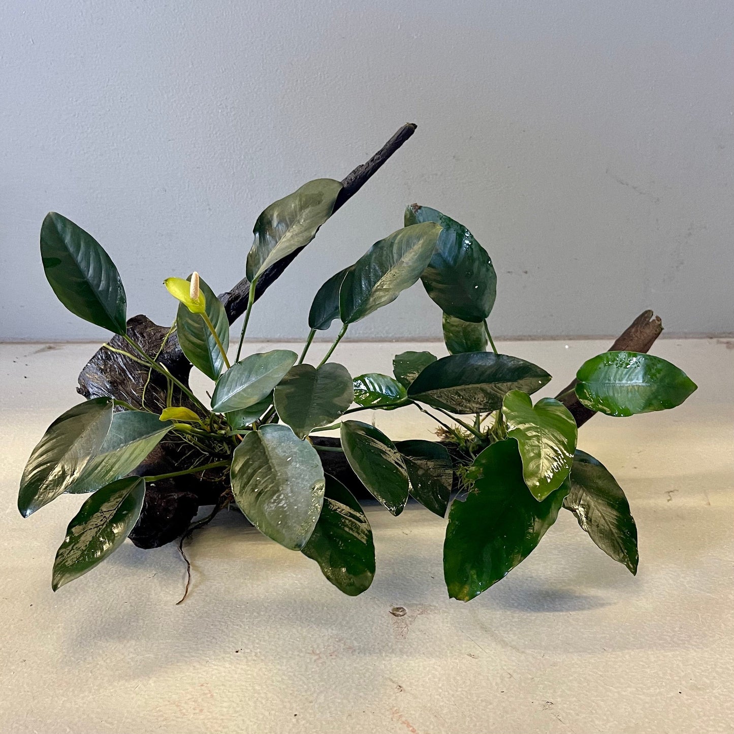 Pisces Enterprises Driftwood Creation Double Assorted Anubias on Extra-Large Driftwood