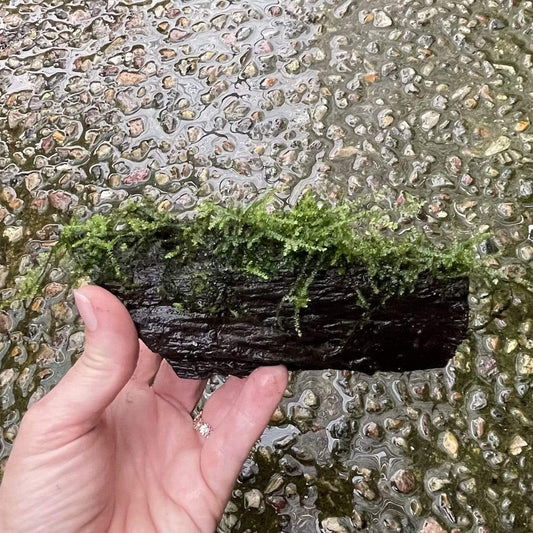 Pisces Enterprises Driftwood Creation Fontinalis Log - Small (Java moss)