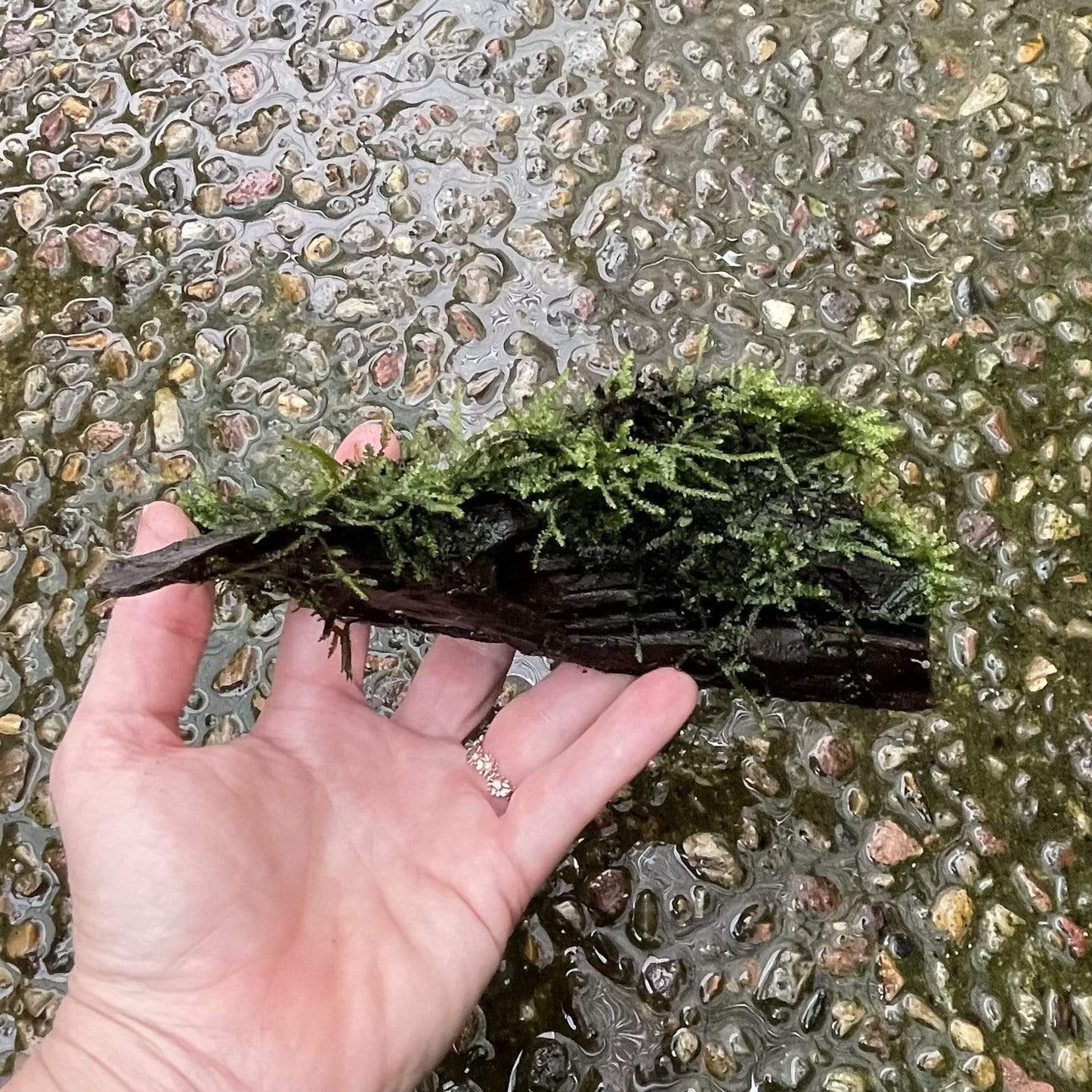 Pisces Enterprises Driftwood Creation Fontinalis Log - Small (Java moss)