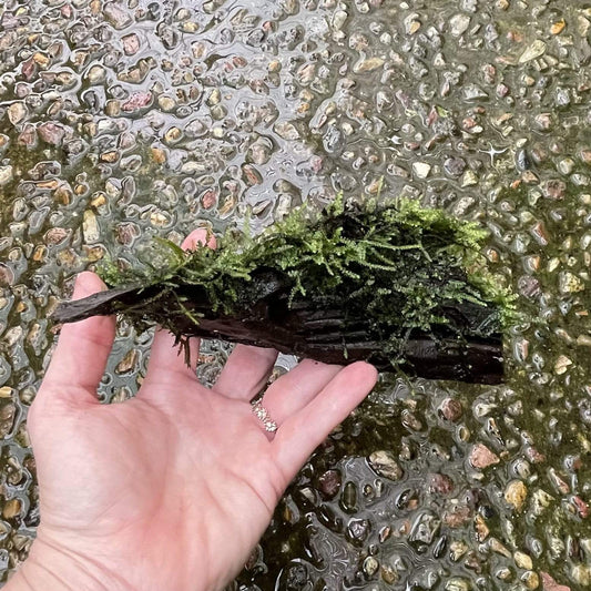 Pisces Enterprises Driftwood Creation Fontinalis Log - Small (Java moss)