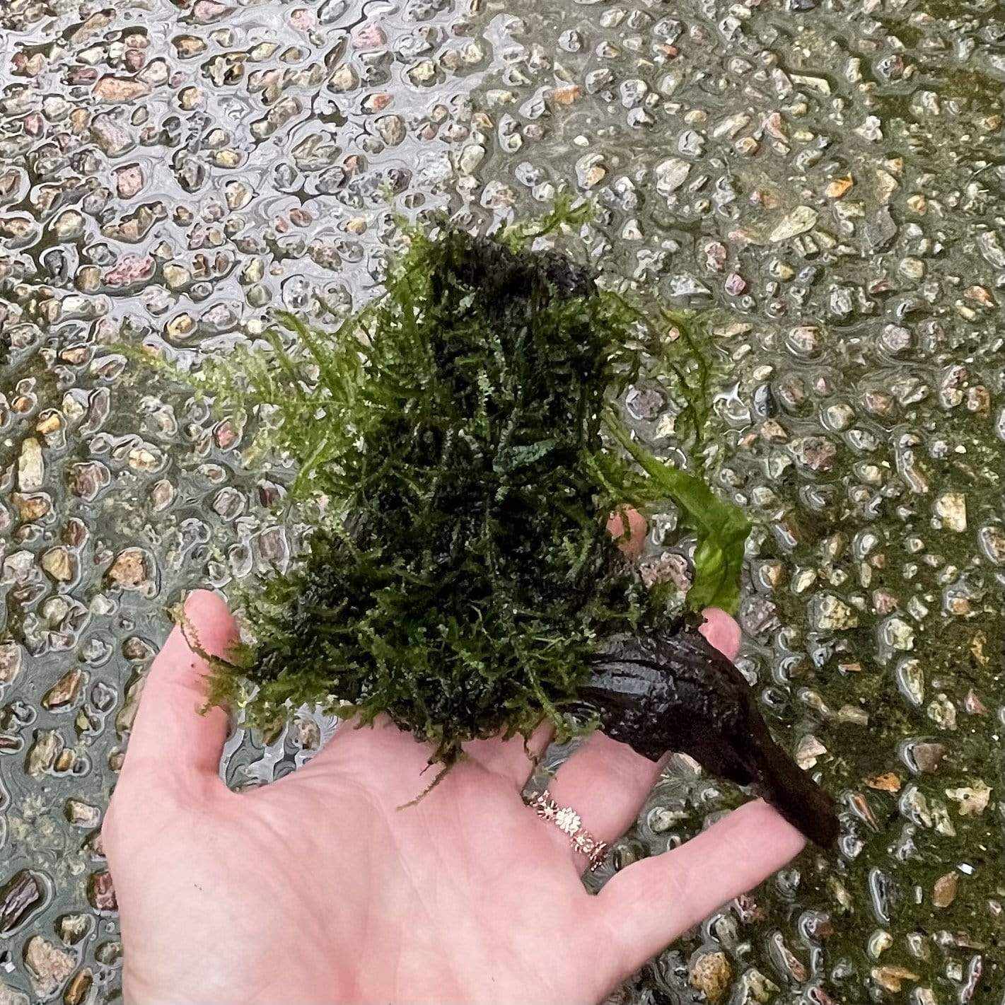 Pisces Enterprises Driftwood Creation Fontinalis Log - Small (Java moss)