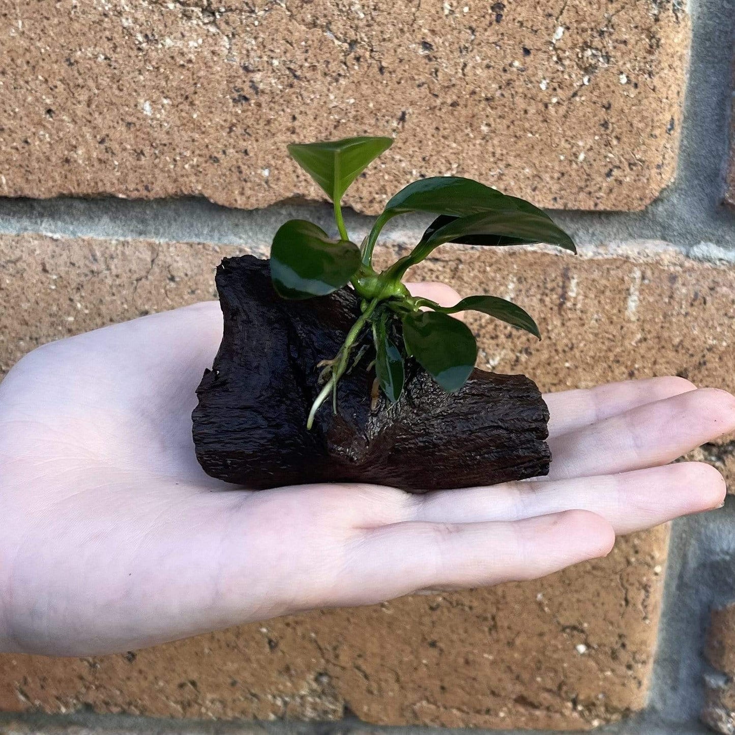 Pisces Enterprises Driftwood Creation Nano Fighter Fish Driftwood Creation