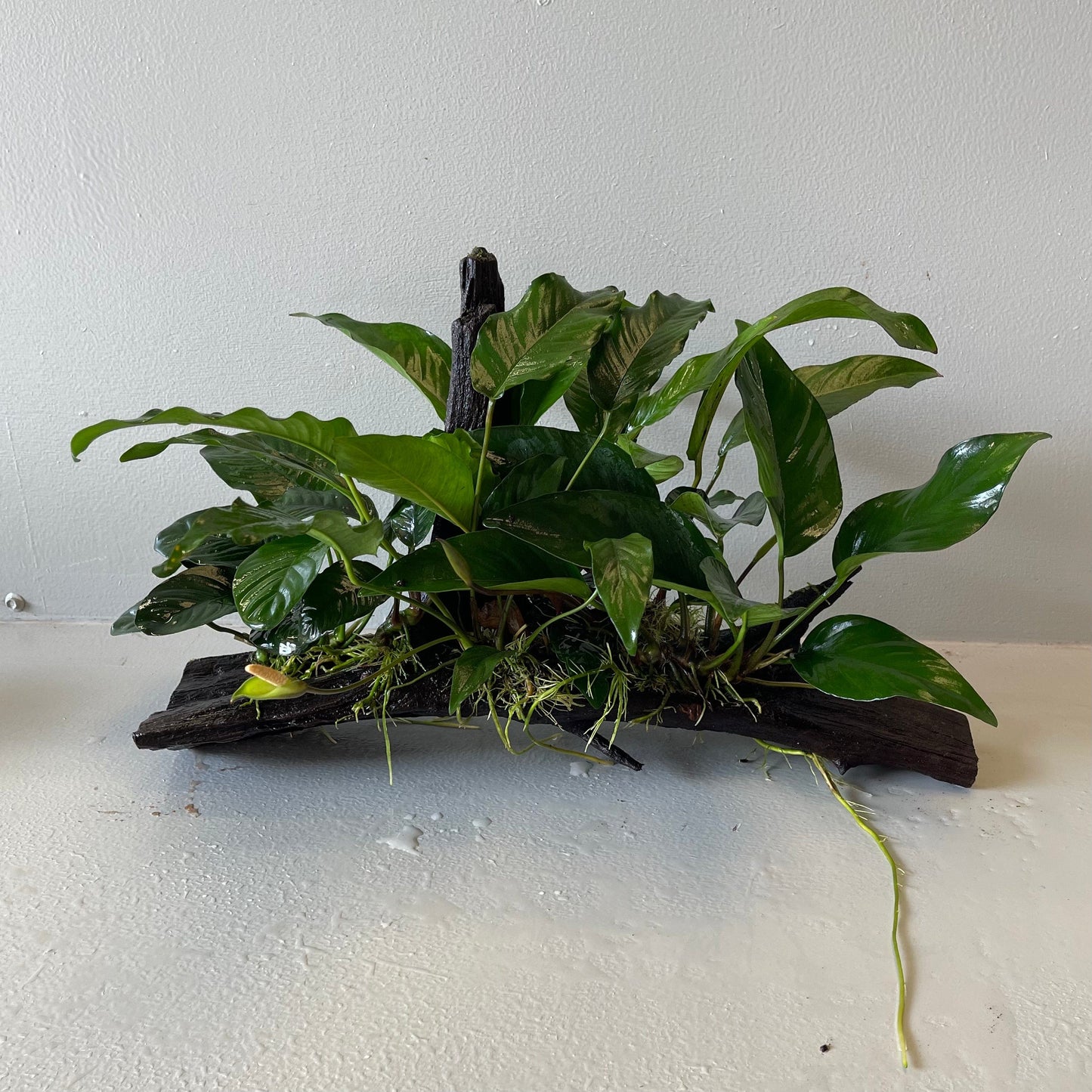 Pisces Enterprises Driftwood Creation Rainforest Garden Driftwood Creation