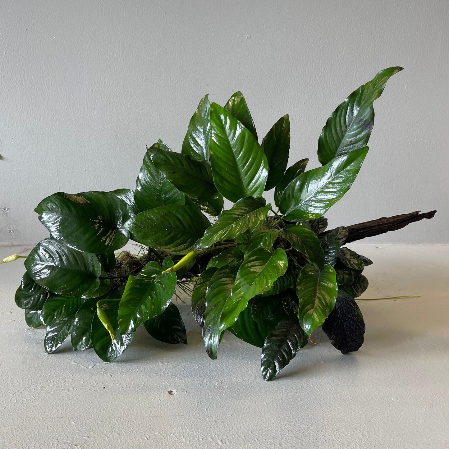 Pisces Enterprises Driftwood Creation Rainforest Garden Driftwood Creation