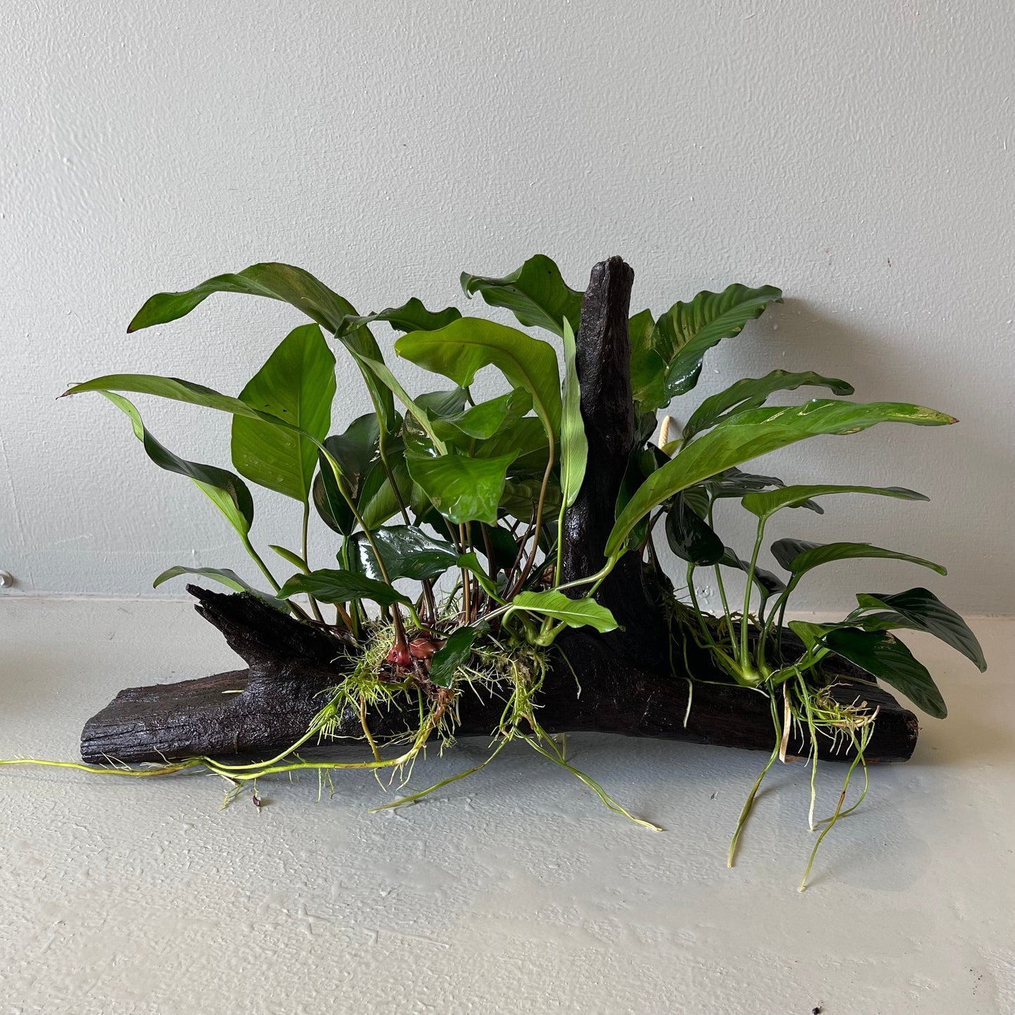 Pisces Enterprises Driftwood Creation Rainforest Garden Driftwood Creation