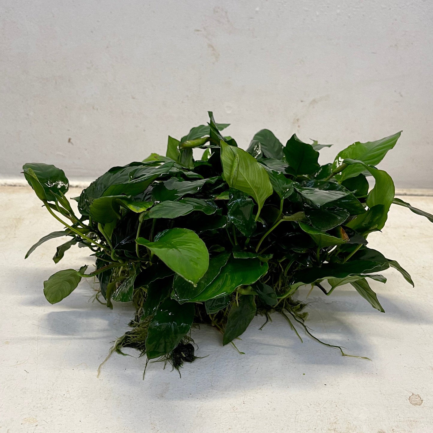 Pisces Enterprises Mother Plant Anubias Paco Mother Plant - Extra-special, Advanced Plant Anubias Mother Plants - Aquarium Plants Australia