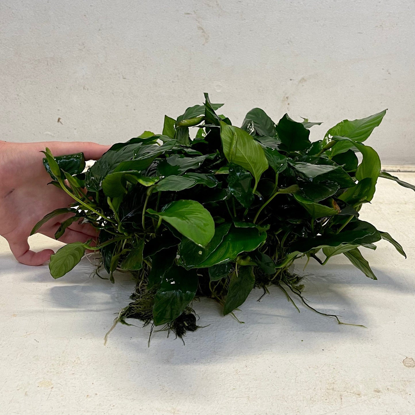 Pisces Enterprises Mother Plant Anubias Paco Mother Plant - Extra-special, Advanced Plant Anubias Mother Plants - Aquarium Plants Australia