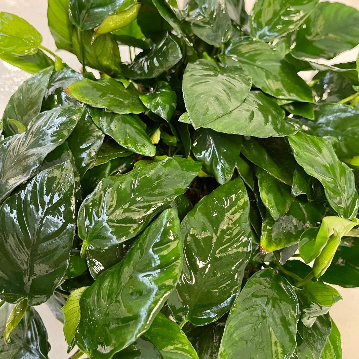 Pisces Enterprises Mother Plant Anubias Paco Mother Plant - Extra-special, Advanced Plant Anubias Mother Plants - Aquarium Plants Australia