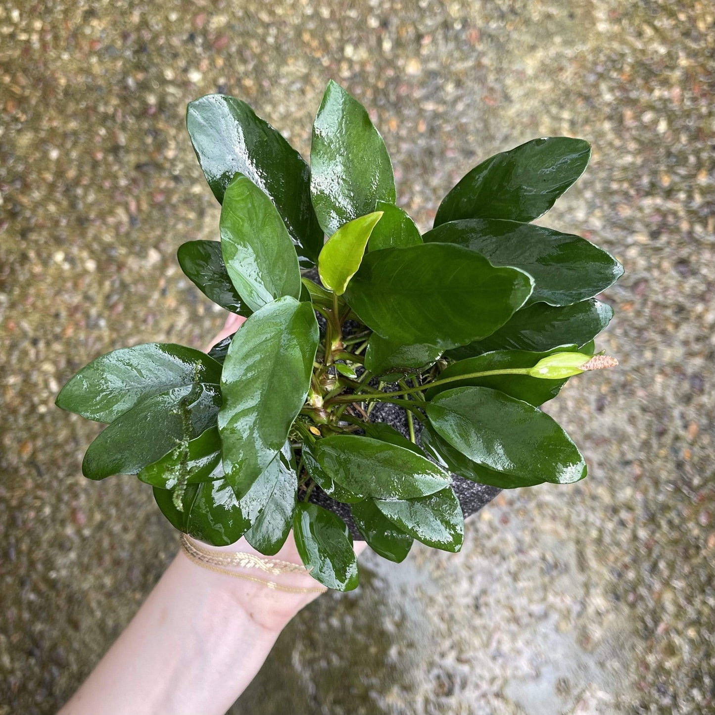 Pisces Enterprises Rock Creation Large Boulder Rock Creation with Two Anubias