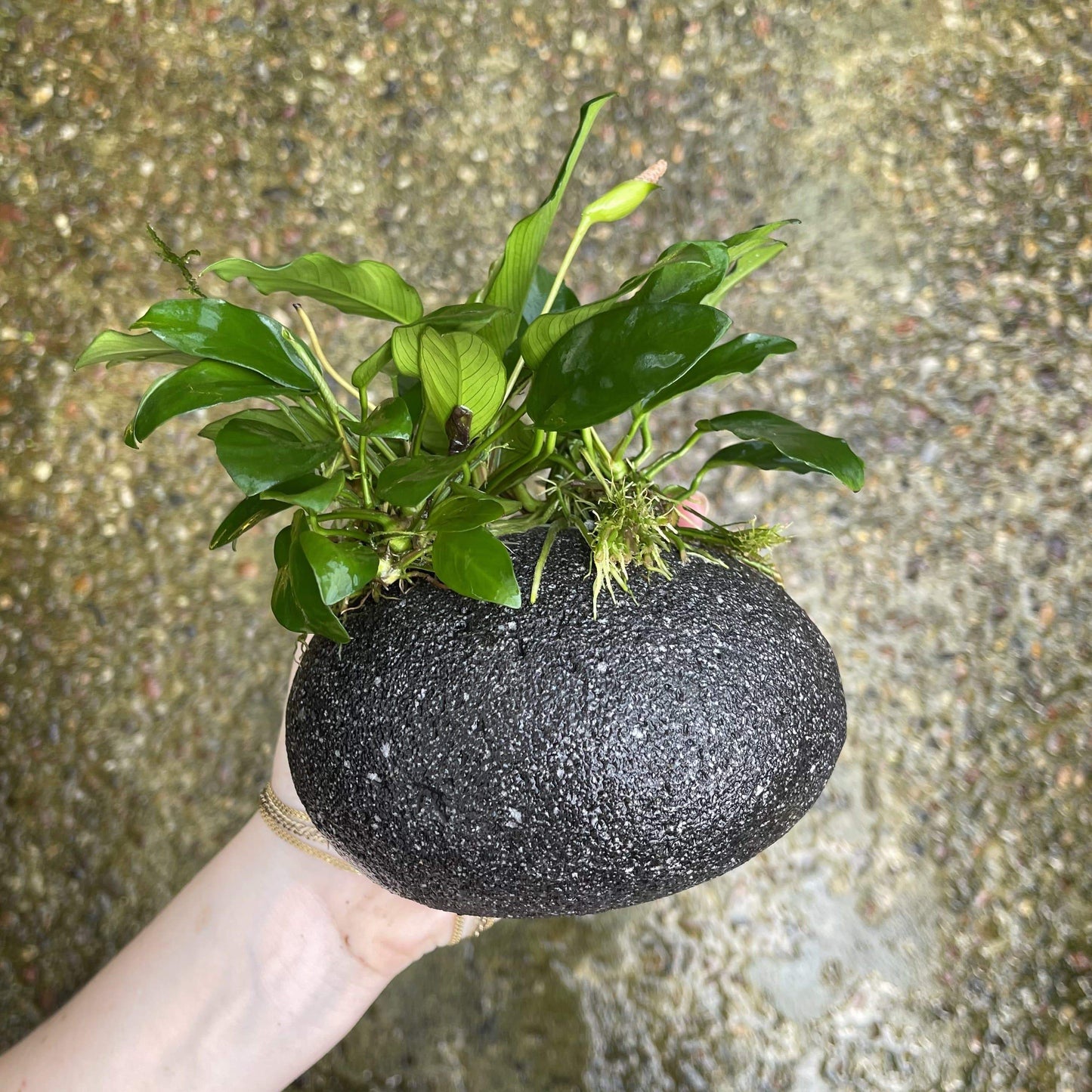 Pisces Enterprises Rock Creation Large Boulder Rock Creation with Two Anubias