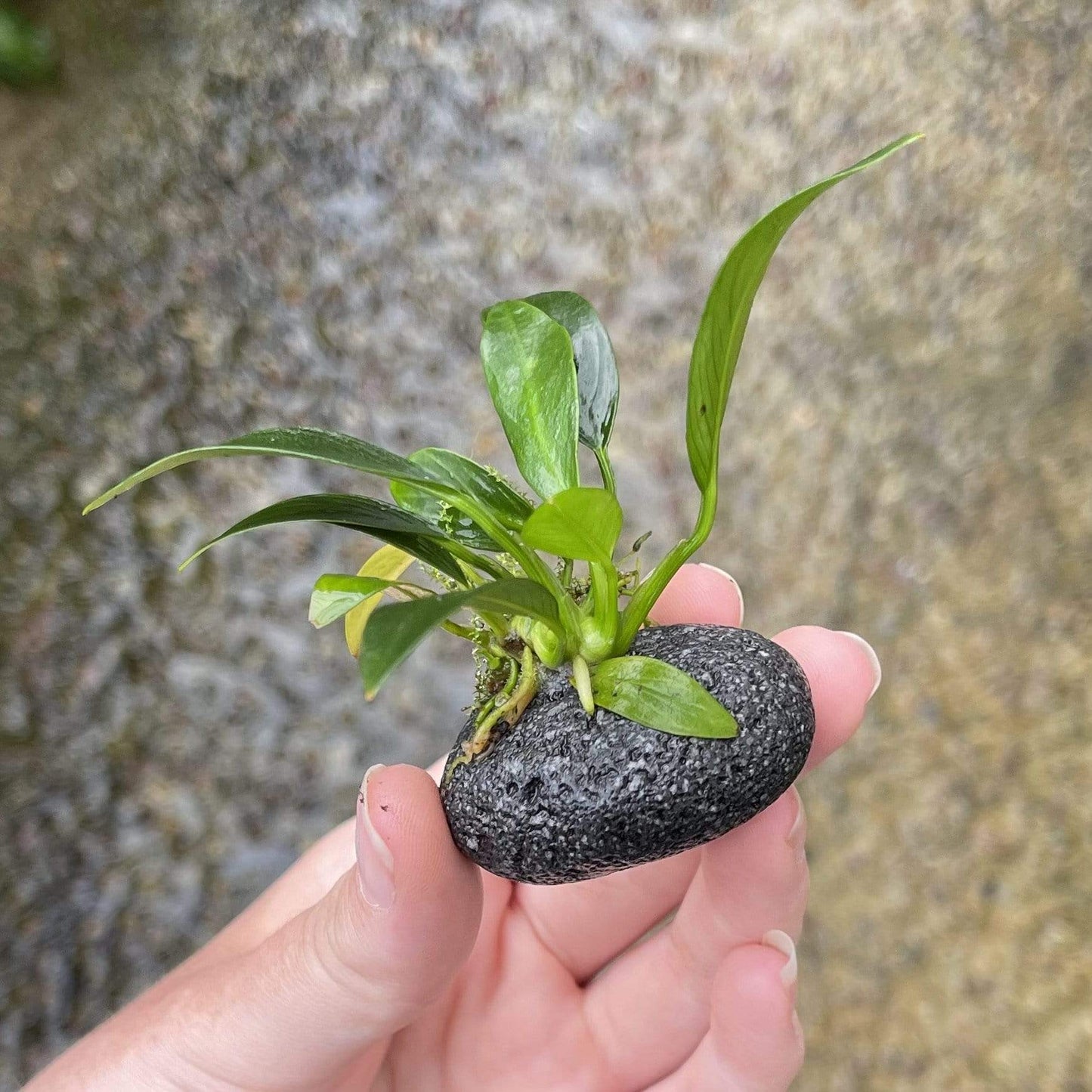 Pisces Enterprises Rock Creation Tiny Boulder Rock Creation with Anubias