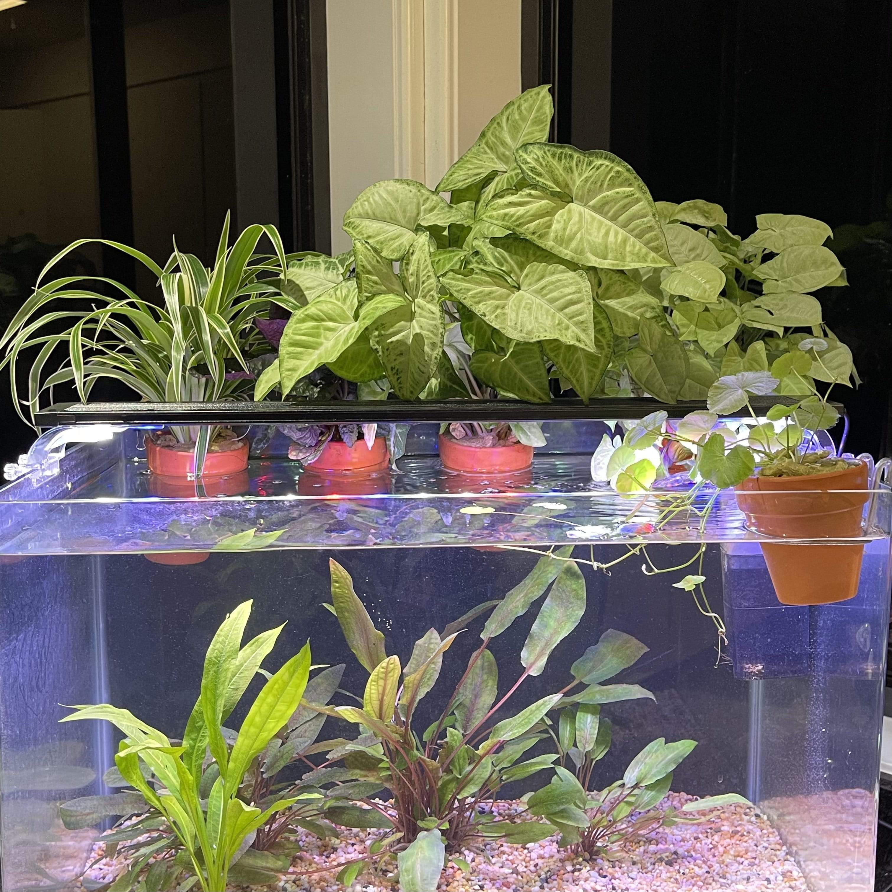 plant pot in aquarium Chlorophytum Aquaponic Pot