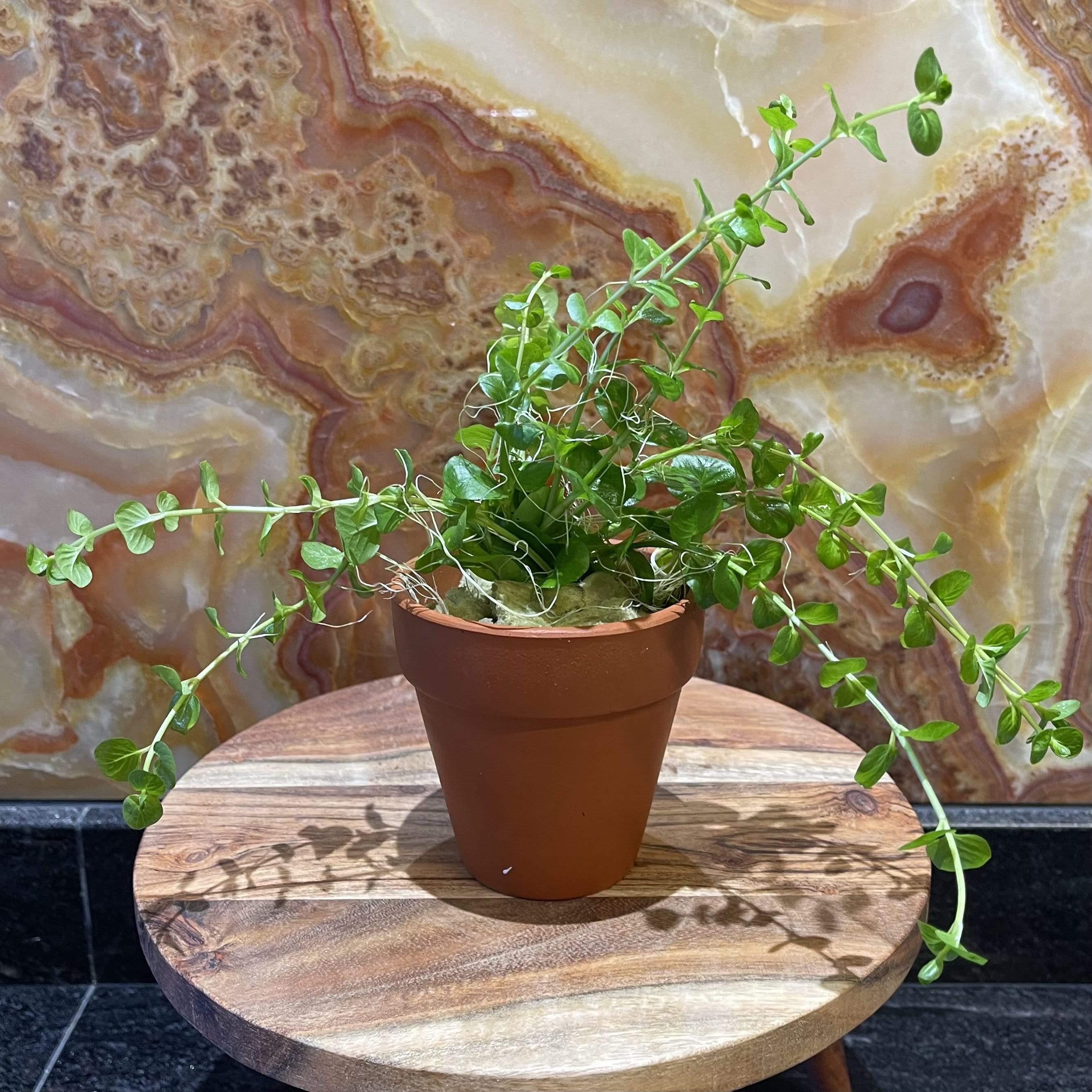 pot plant topper Green Pennywort Aquaponic Pot