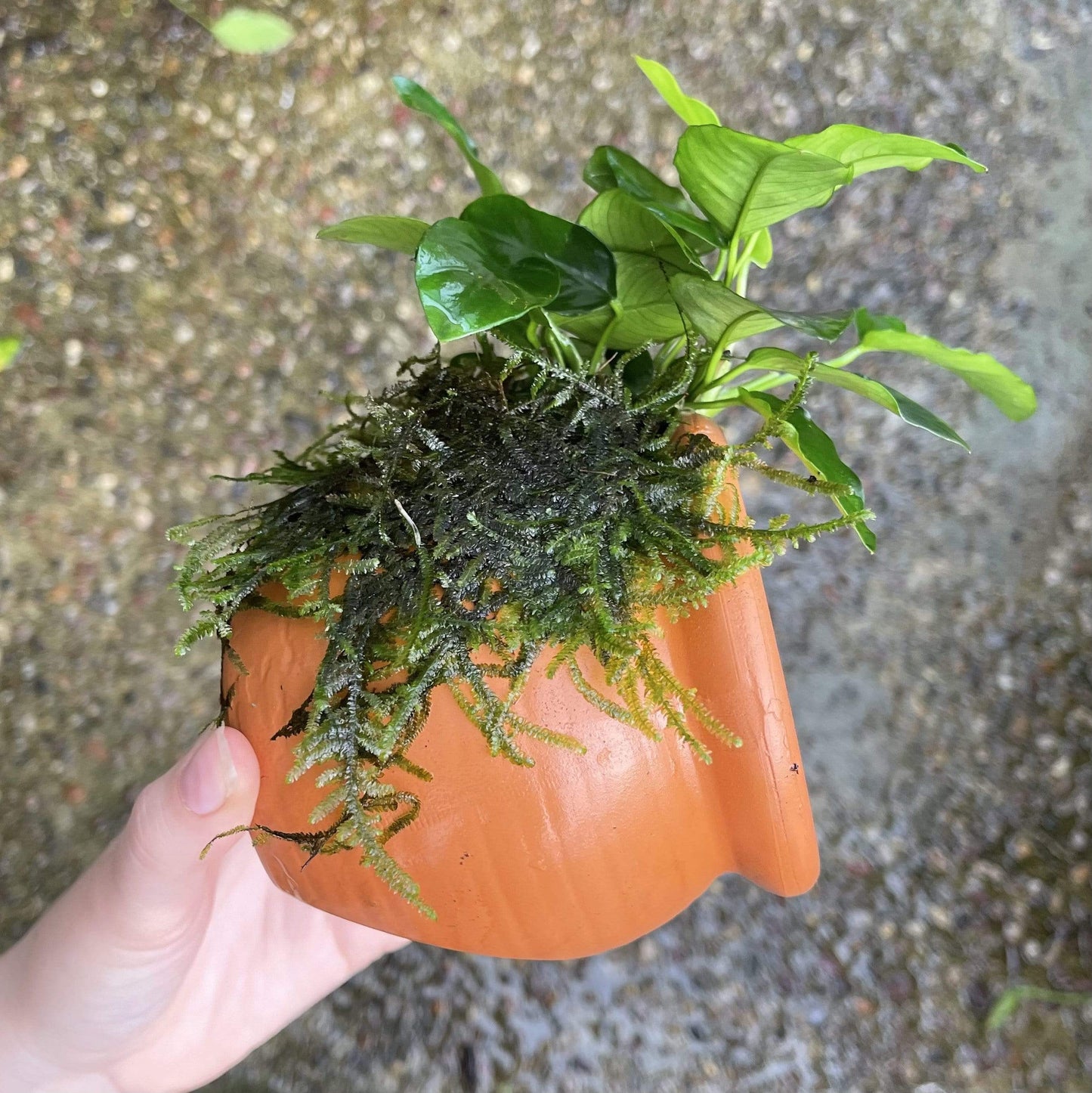 Pisces Enterprises Terracotta Creation Large Terracotta Urn ~ Nana & Fontinalis