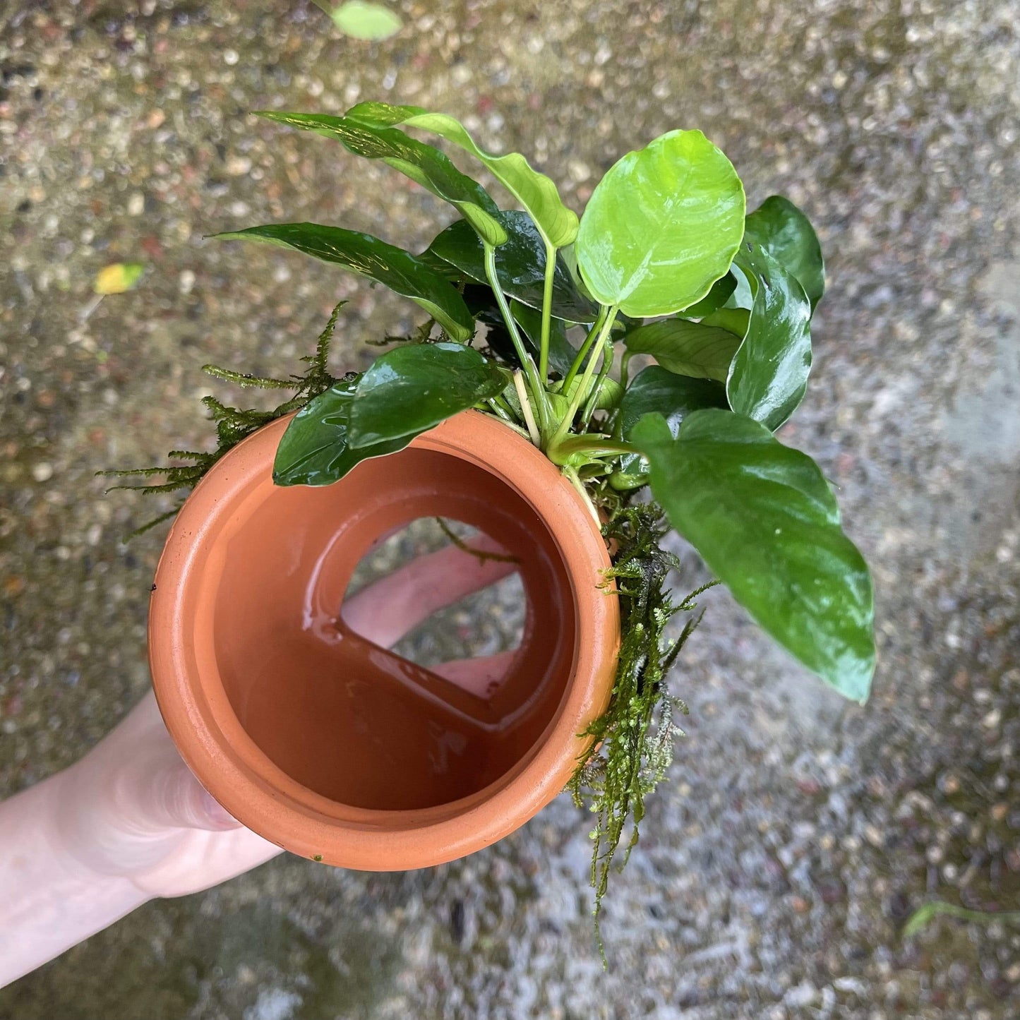 Pisces Enterprises Terracotta Creation Large Terracotta Urn ~ Nana & Fontinalis