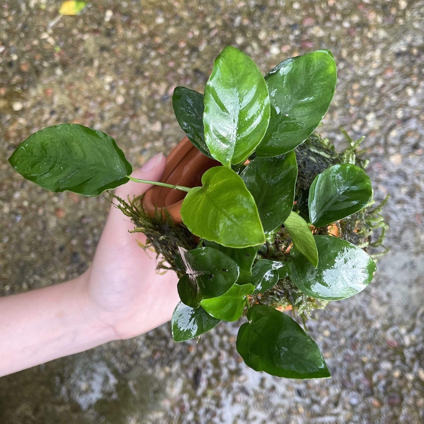 Pisces Enterprises Terracotta Creation Large Terracotta Urn ~ Nana & Fontinalis