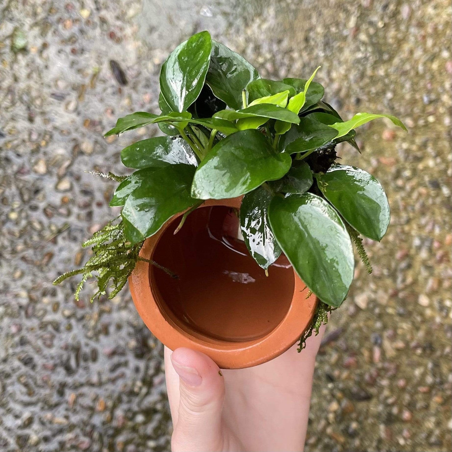 Pisces Enterprises Terracotta Creation Small Terracotta Urn ~ Anubias Nana & Fontinalis