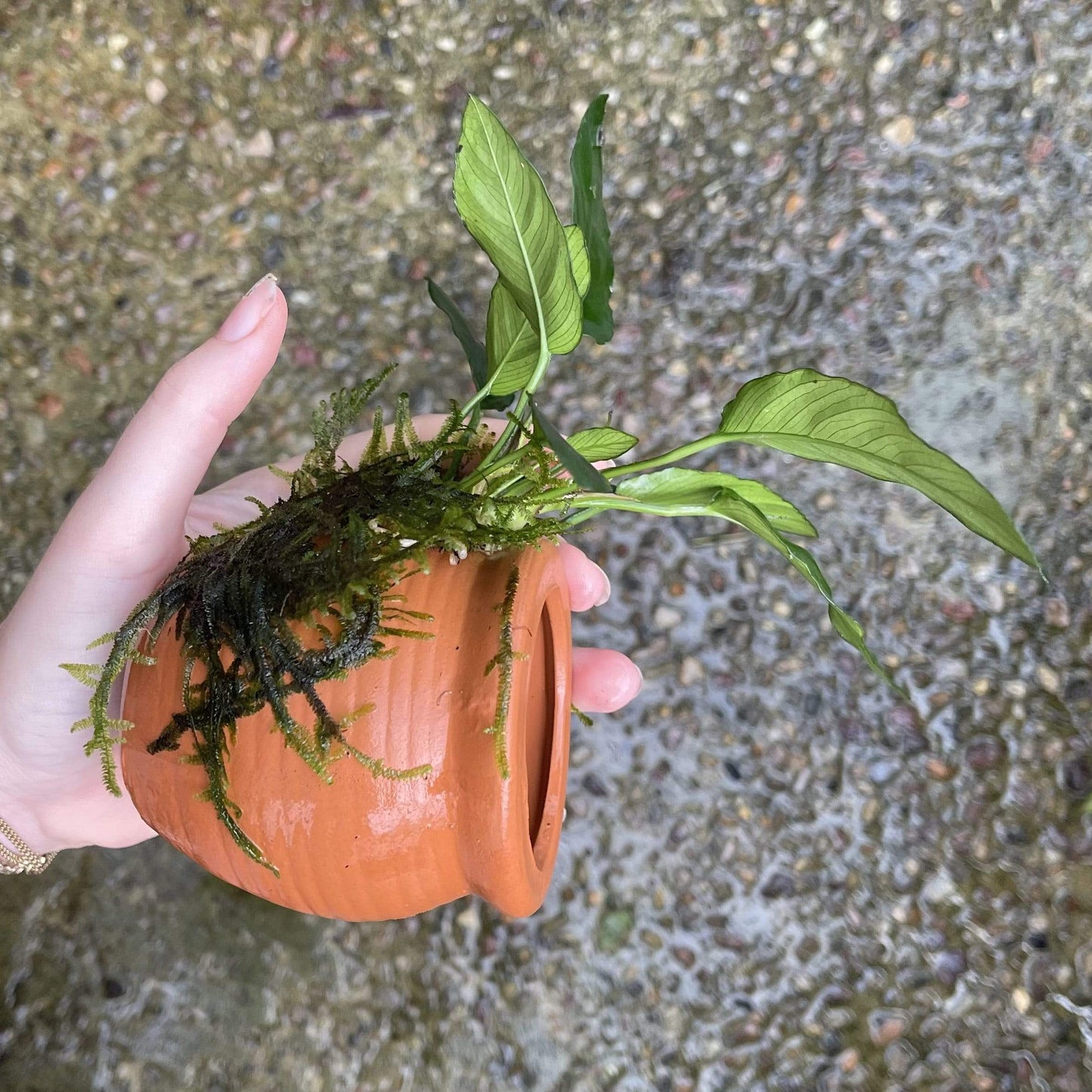Pisces Enterprises Terracotta Creation Small Terracotta Urn - Anubias Paco & Fontinalis