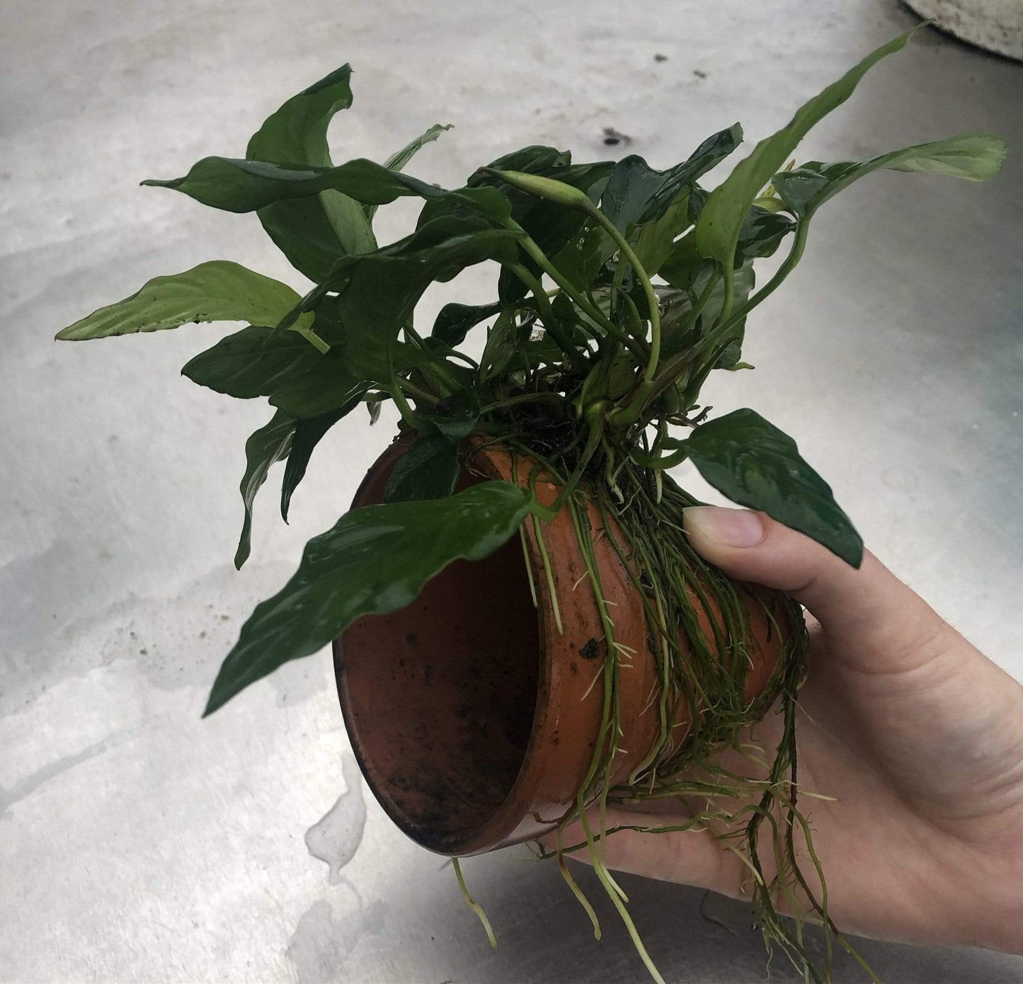 Pisces Enterprises Terracotta Creation Terracotta Plant Pot with Anubias