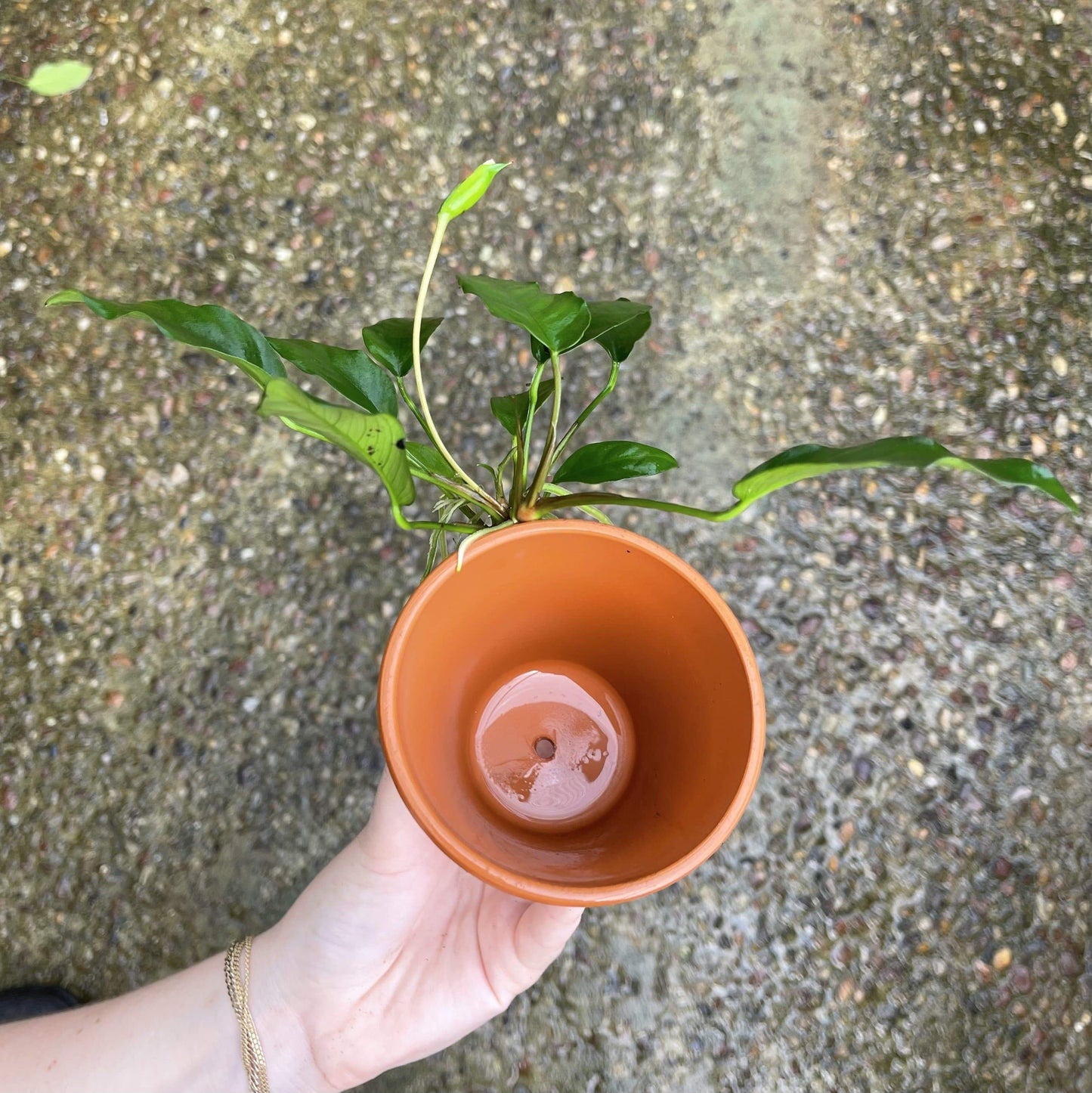 Pisces Enterprises Terracotta Creation Terracotta Plant Pot with Anubias