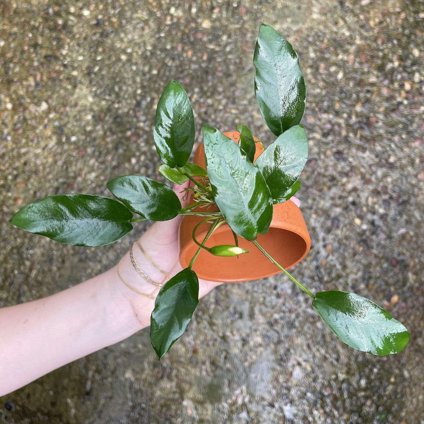 Pisces Enterprises Terracotta Creation Terracotta Plant Pot with Anubias