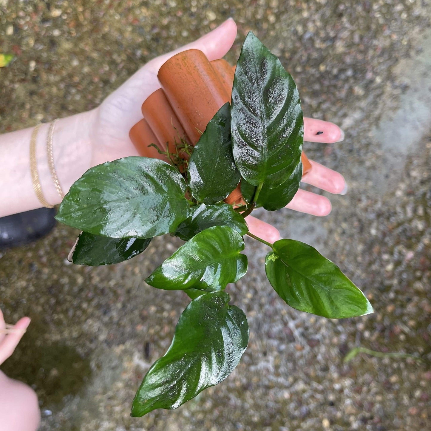 Pisces Enterprises Terracotta Creation Terracotta Shrimp Tubes with Anubias