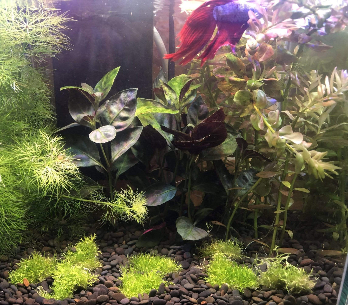 Pisces Enterprises Tissue Culture Riccia Tissue Culture