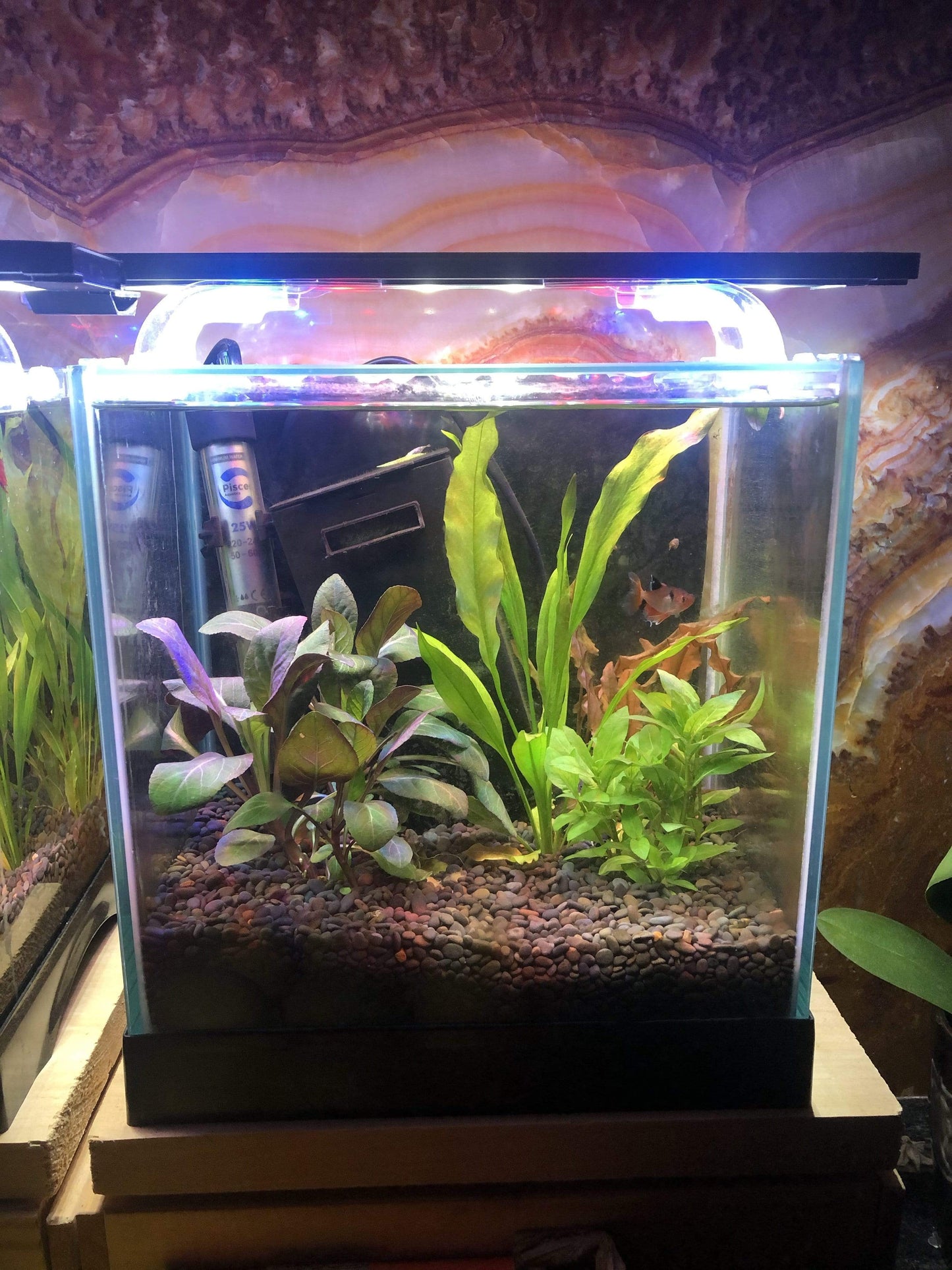 Scapeshop.com.au Aquarium Lights Pisces Aquatics LED Aquarium Light 35cm