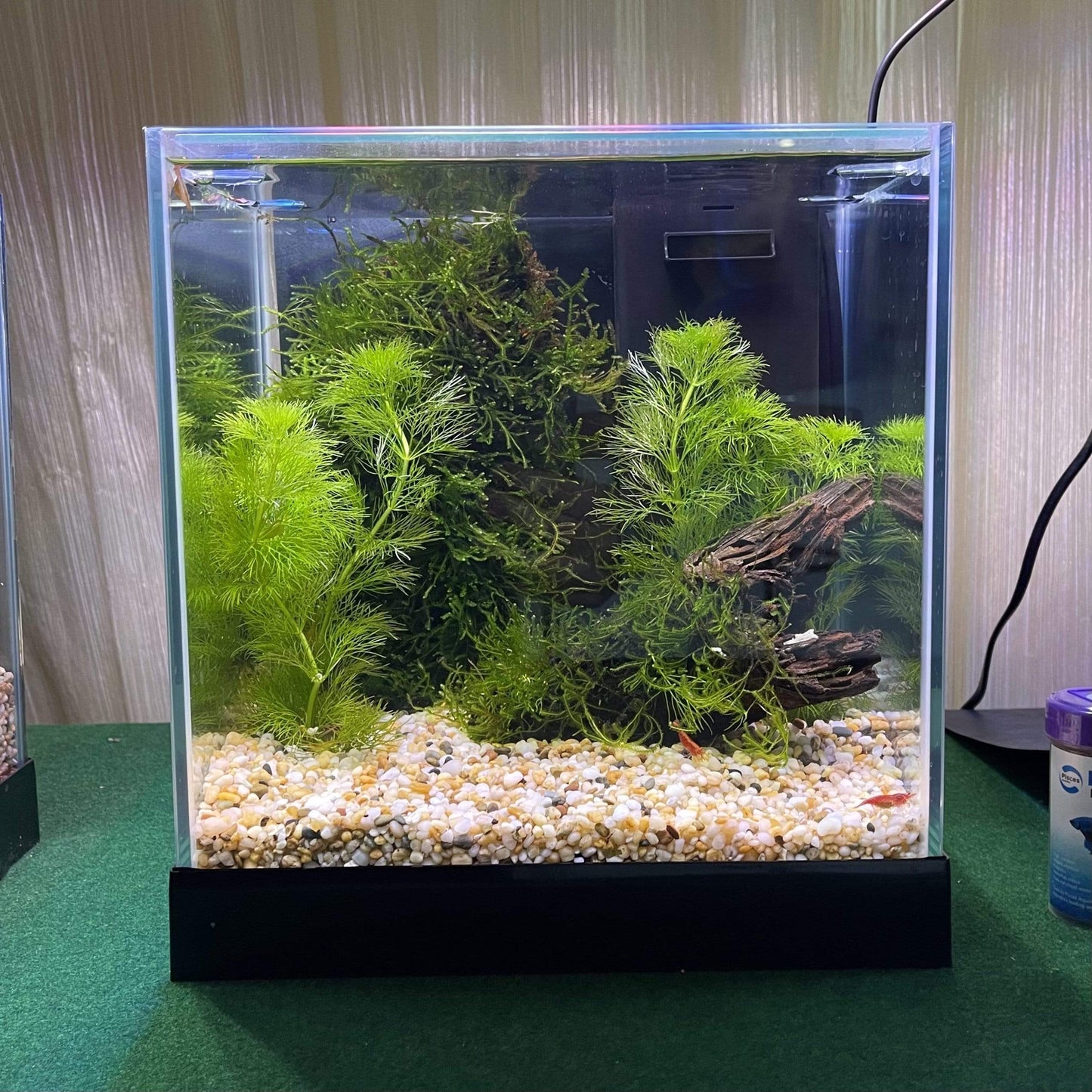 Scapeshop.com.au Aquarium Tanks Pisces Aquatics Glass Betta Tank