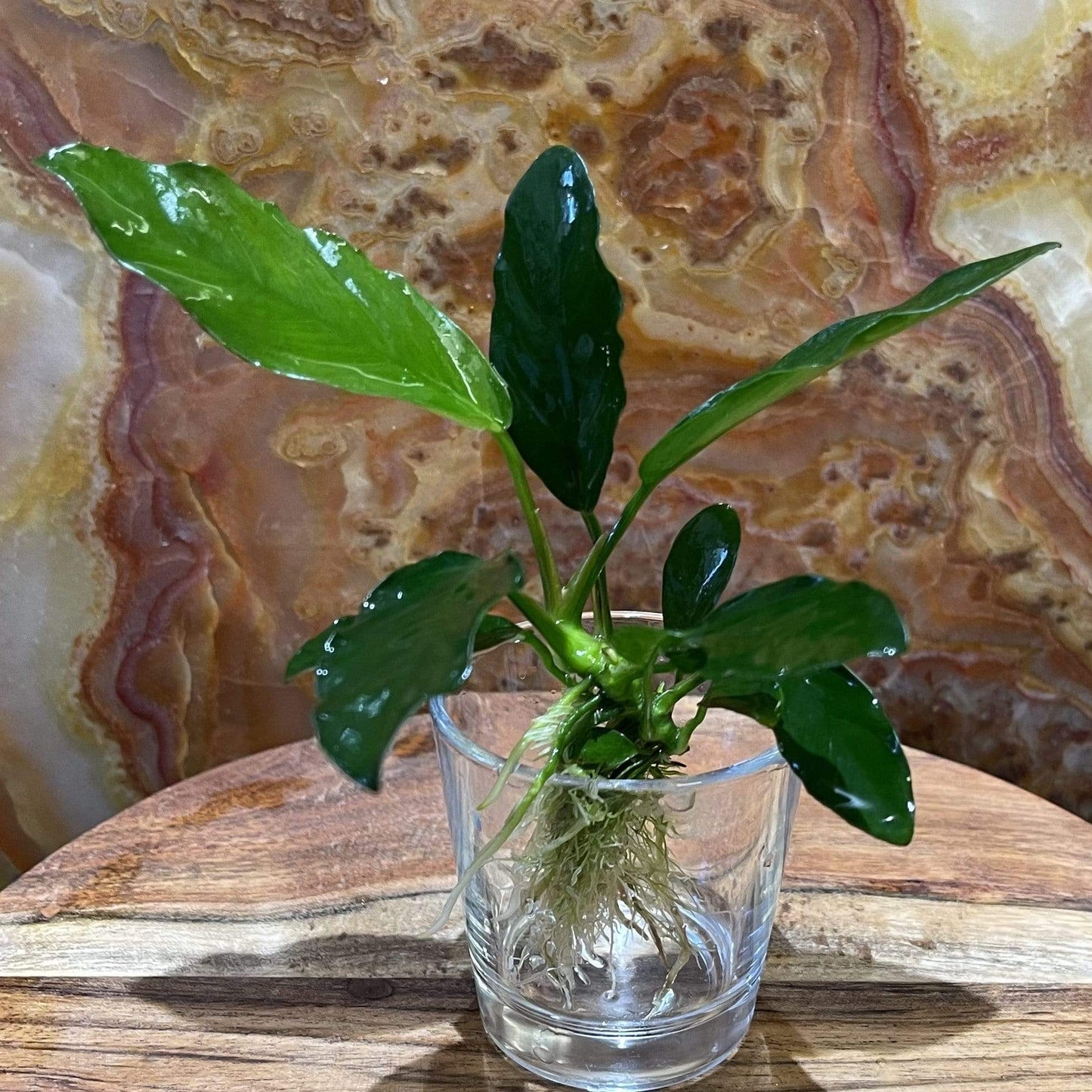 Scapeshop.com.au Bare-root Plant Anubias 'Angela' Bare-root Large Anubias Jenny Bare-root - Aquarium Plants Australia