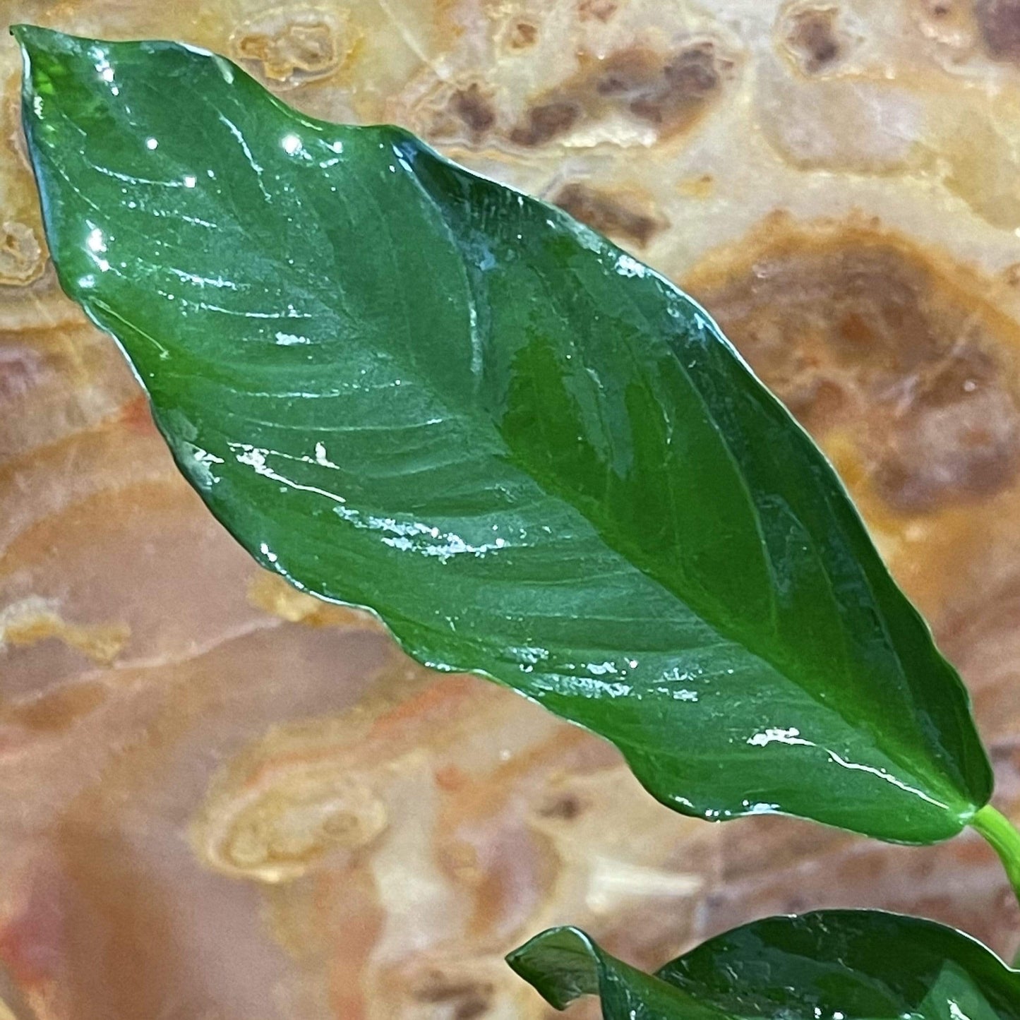 Scapeshop.com.au Bare-root Plant Anubias 'Angela' Bare-root Small Anubias Jenny Bare-root - Aquarium Plants Australia