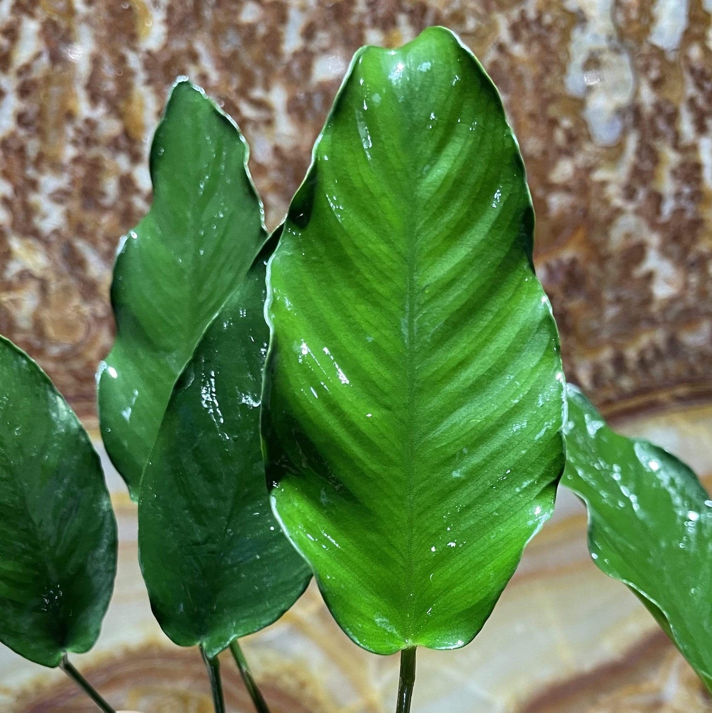 Scapeshop.com.au Bare-root Plant Anubias 'Isabelle' Bare-root Large Anubias Isabelle Bare-root - Aquarium Plants Australia
