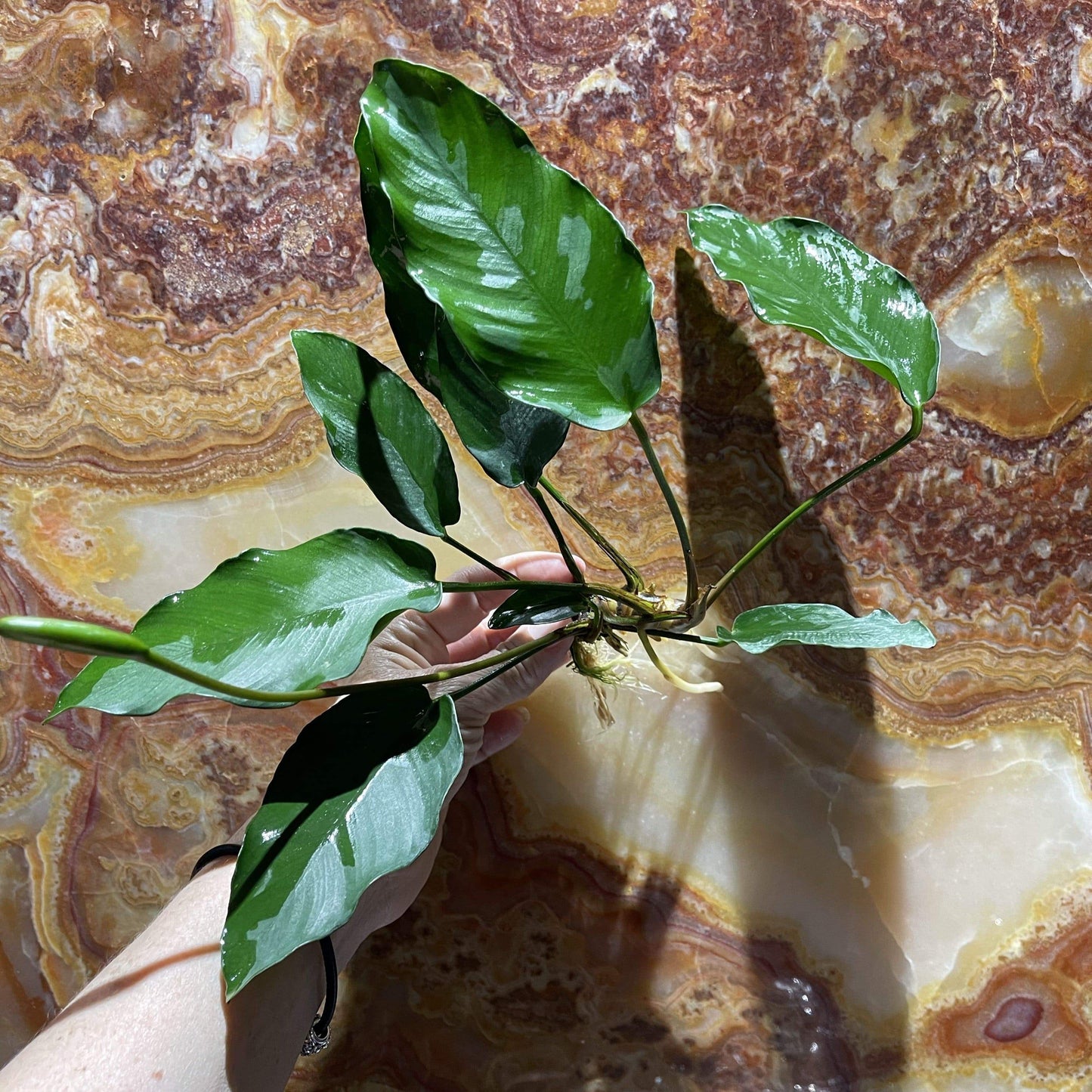 Scapeshop.com.au Bare-root Plant Anubias 'Isabelle' Bare-root Large Anubias Isabelle Bare-root - Aquarium Plants Australia