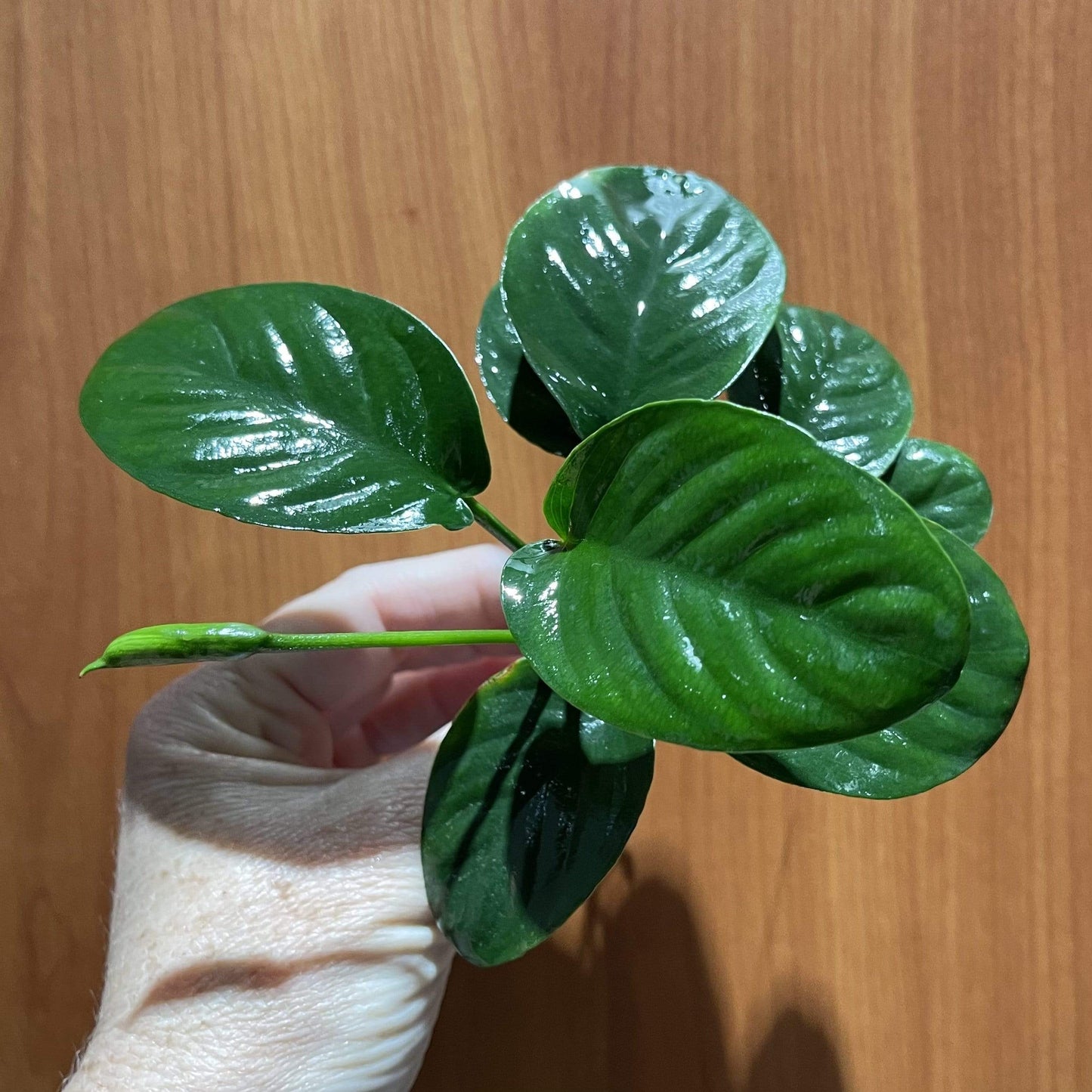 Scapeshop.com.au Bare-root Plant Anubias 'Jenny' Bare-root Large Anubias Jenny Bare-root - Aquarium Plants Australia