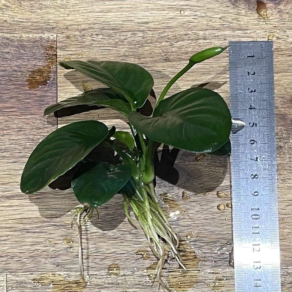 Scapeshop.com.au Bare-root Plant Anubias 'Jenny' Bare-root Large Anubias Jenny Bare-root - Aquarium Plants Australia
