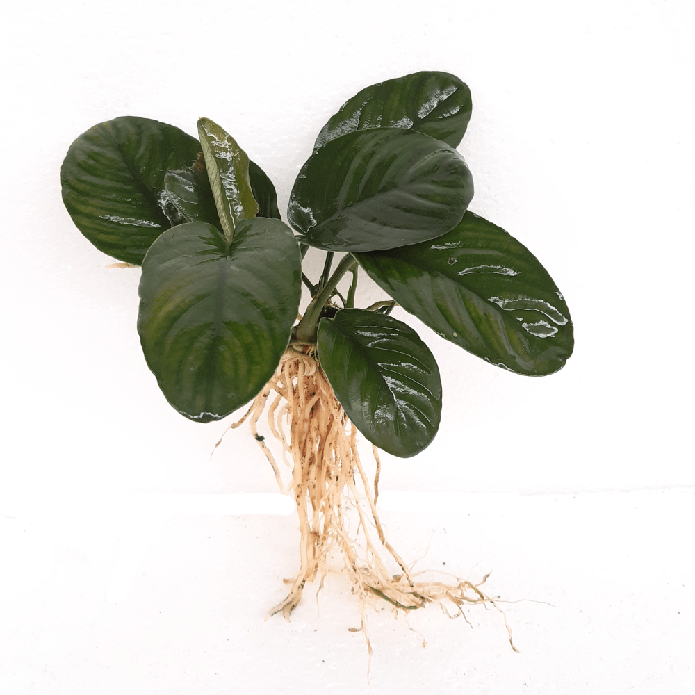 Scapeshop.com.au Bare-root Plant Anubias 'Jenny' Bare-root Large Anubias Jenny Bare-root - Aquarium Plants Australia