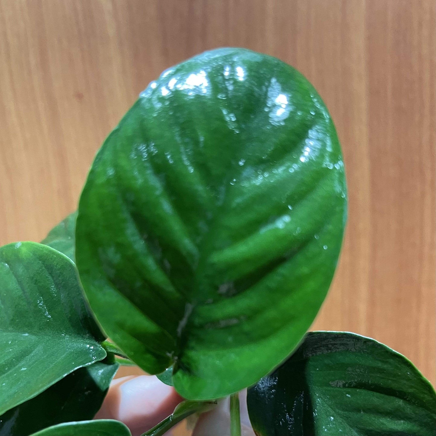 Scapeshop.com.au Bare-root Plant Anubias 'Jenny' Bare-root Large Anubias Jenny Bare-root - Aquarium Plants Australia