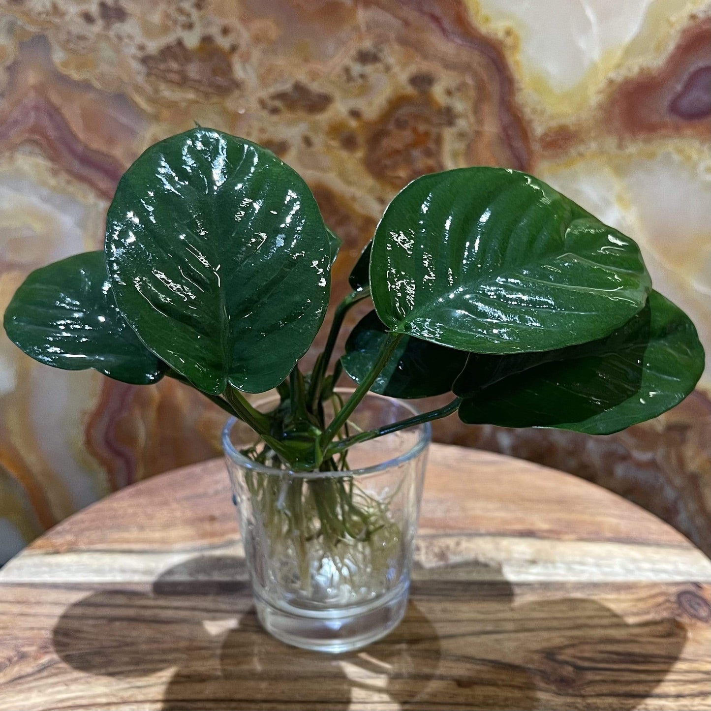 Scapeshop.com.au Bare-root Plant Anubias 'Jenny' Bare-root Large Anubias Jenny Bare-root - Aquarium Plants Australia