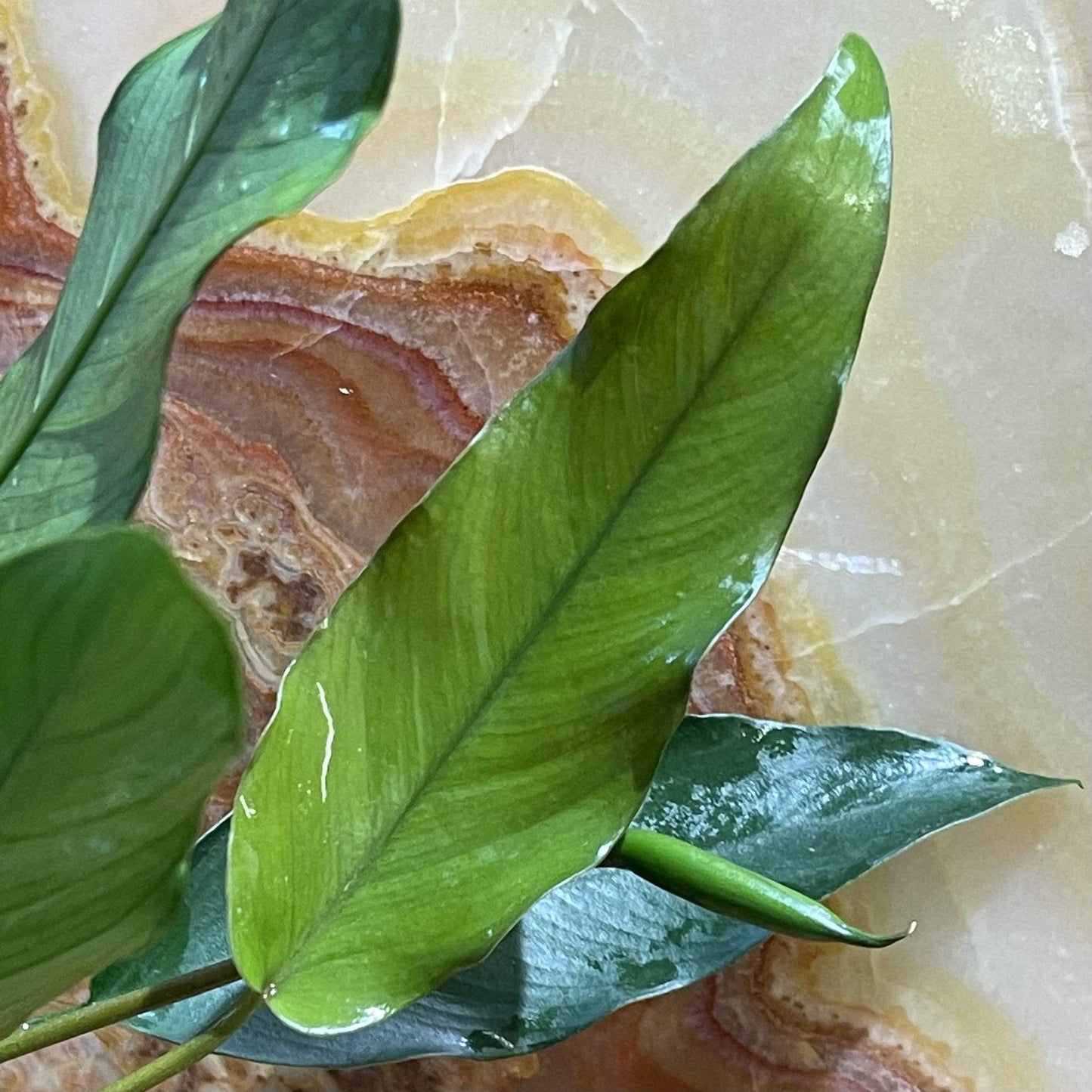 Scapeshop.com.au Bare-root Plant Anubias 'Lisa' Bare-root Large Anubias Lisa Bare-root - Aquarium Plants Australia