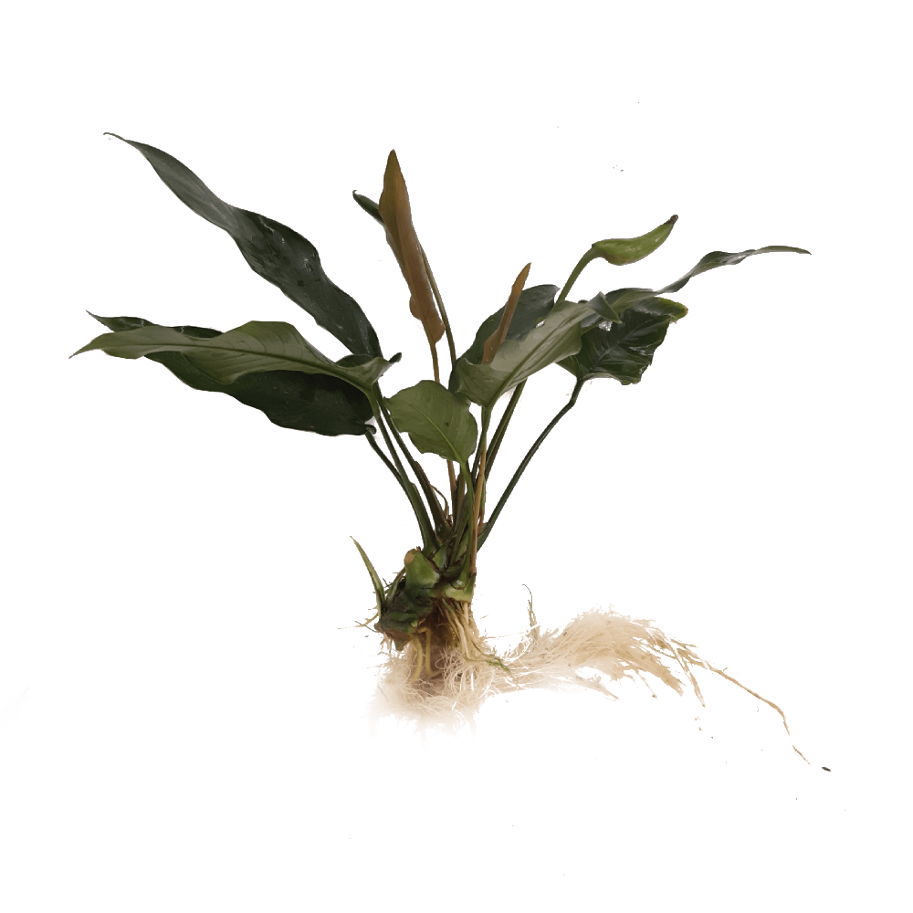 Scapeshop.com.au Bare-root Plant Anubias 'Lisa' Bare-root Large Anubias Lisa Bare-root - Aquarium Plants Australia