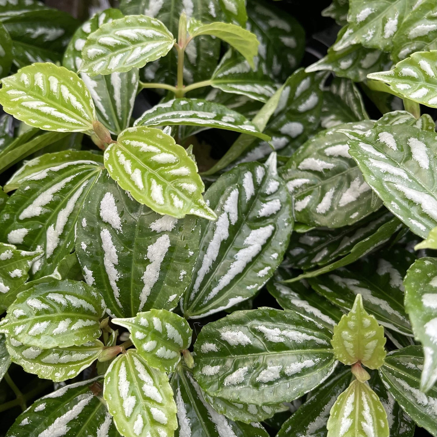 Scapeshop.com.au Bunch Plant Aluminium Bunch
