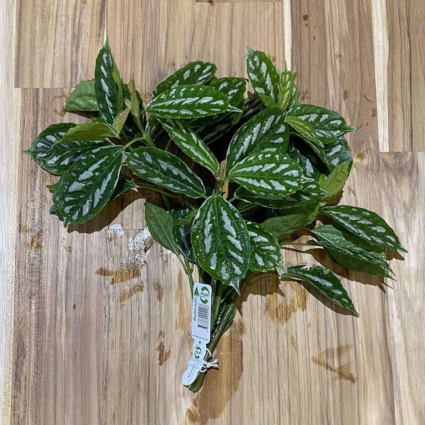 Scapeshop.com.au Bunch Plant Aluminium Bunch