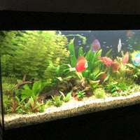 Scapeshop.com.au Bunch Plant Ambulia Bunch